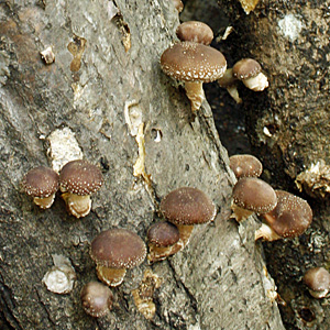 Shitake Mushrooms